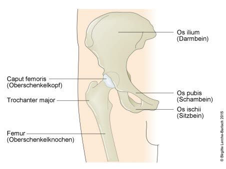 64_Oberschenkel_Hu_êfte_und_Becken_1_.jpg